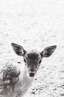 Young deer up close in black and white