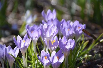 The first crocuses in the garden by Claude Laprise