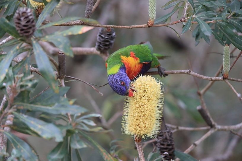 Rainbow Lorikeet, Queensland, Australie par Frank Fichtmüller
