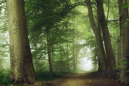 Foggy morning in the Netherlands