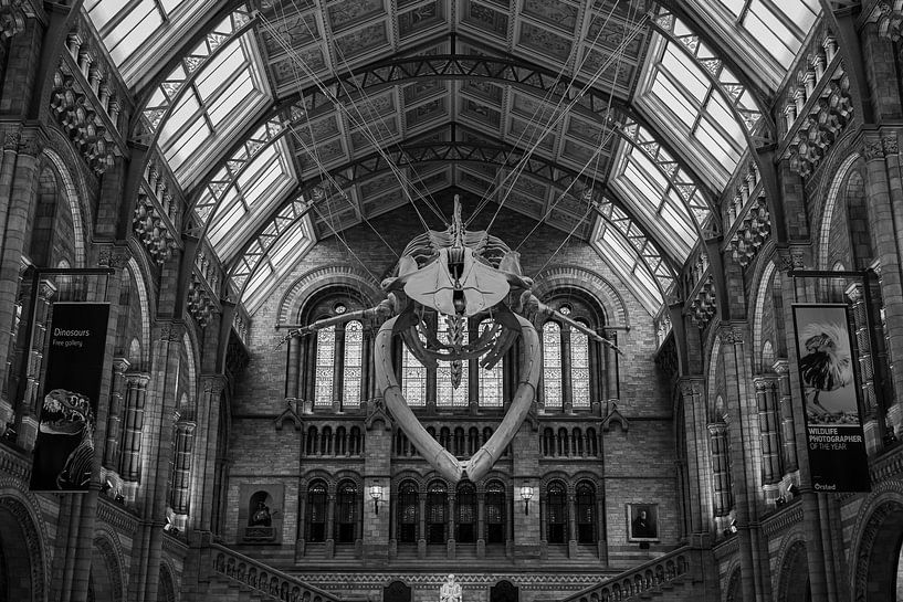 Blue whale skeleton from Natural History Museum by Eline Huizenga