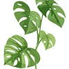 Monstera Deliciosa en triptyque (2 sur 3) sur AidasignArt