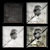 Paulo Abrantes Profile picture