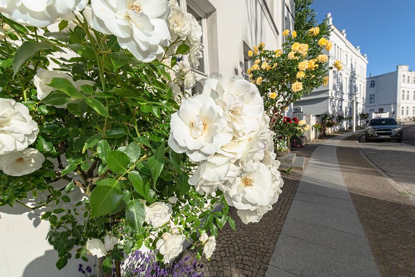 weiße Hochstammrosen am Circus in Putbus auf Rügen von GH Foto & Artdesign