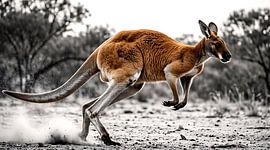 Photographie d'un kangourou sauvage en mouvement - Décoration murale représentant un kangourou bondissant dans l'Outback