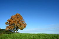 Lind en automne