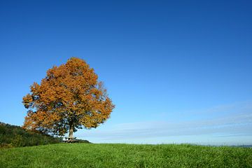 Lind in de herfst van Lars Tuchel