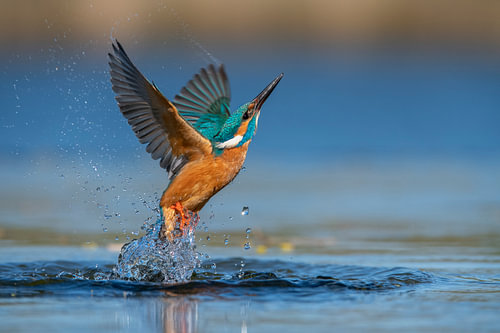 IJsvogel - Uit het water zonder vis