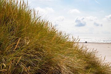 Dünengras am Weg zum Strand von Alexander Wolff