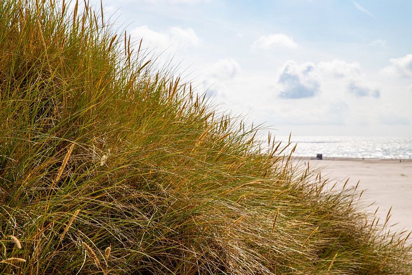 Dune grass on the way to the beach by Alexander Wolff