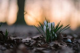 flowers part 257 by Tania Perneel