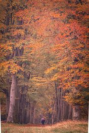 Herfstlaan in Oosterhesselen von Anneke Hooijer