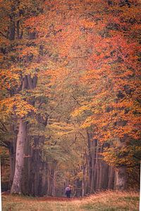Herfstlaan in Oosterhesselen