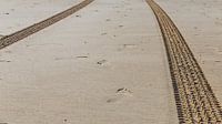 Wielsporen op het strand, Bergen aan Zee, Nederland