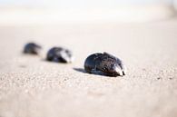 Shells by Christel Verschuren thumbnail