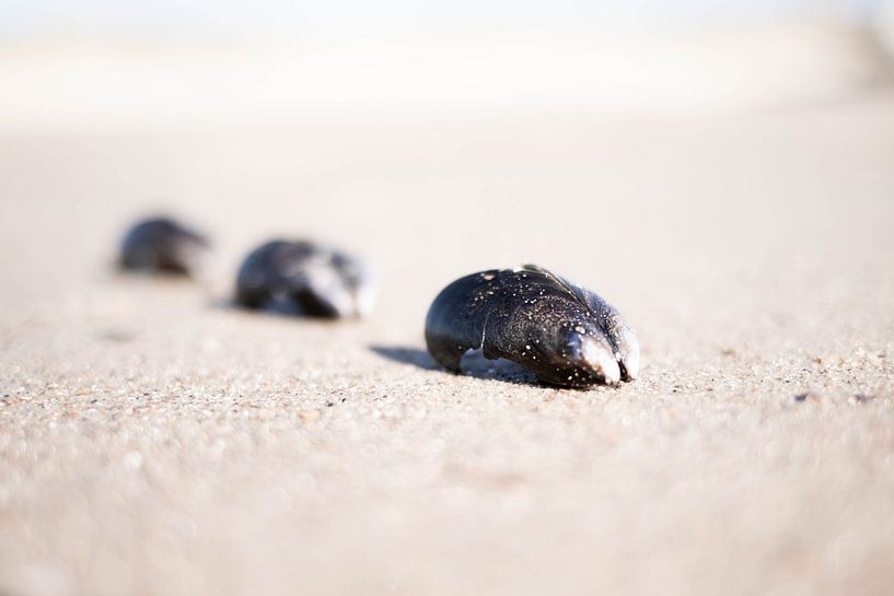 Shells by Christel Verschuren