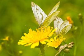 Vlinders by Joke Beers-Blom