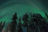 Aurora borealis in Lapland von Kim Claessen Miniaturansicht