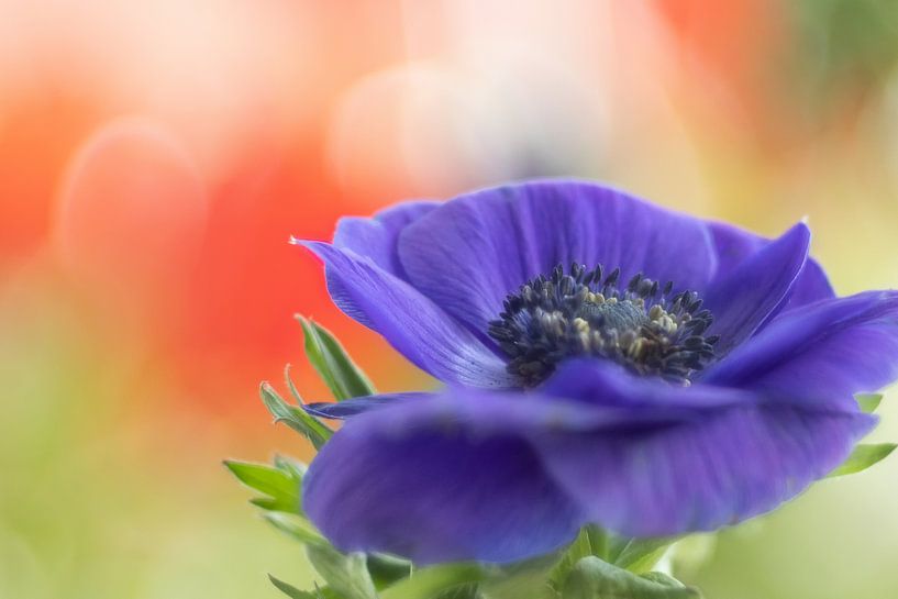 Anemone by Janny Kleijn