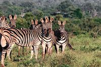 zebra