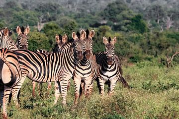 zebra, group of zebras by Kris Troukens