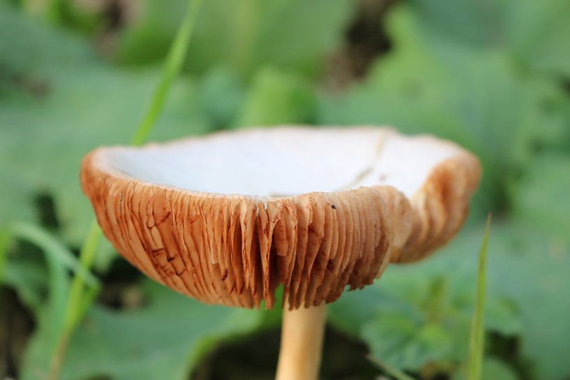 Le bord d'un beau champignon par Rosalie Broerze