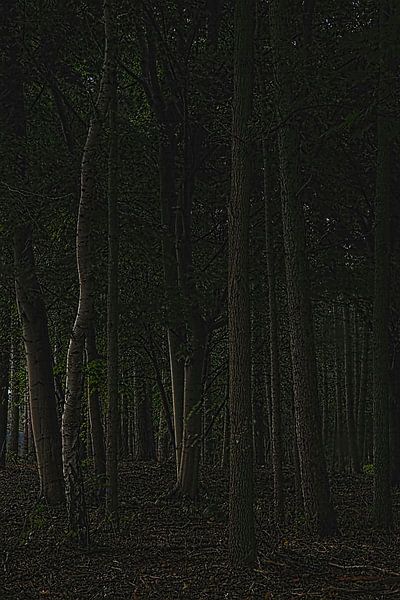 In a forest by John Westerveld