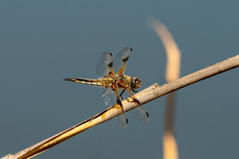 Golden dragonfly on a straw by Flatfield