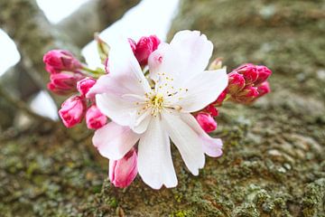 Roze kersenbloesem met knoppen op boomstam van Iris Holzer Richardson