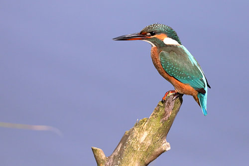 Eisvogel