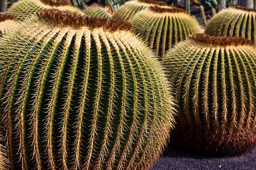 Kakteen auf Lanzarote 1