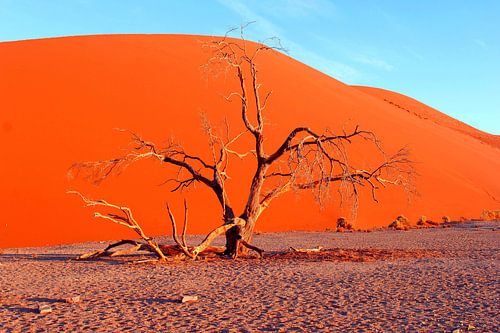 Sand dunes Namib