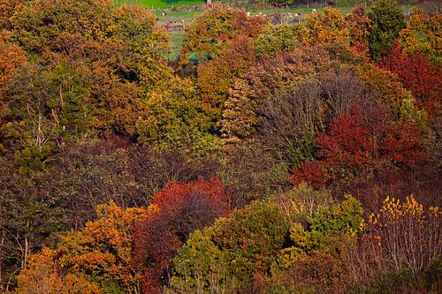 De kleurrijke herfst in het Limburgse heuvelland van Timo Videc