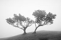 Fanal by Peter Deschepper thumbnail
