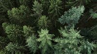 Aerial conifers.