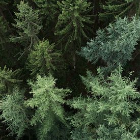 Aerial conifers. by Axel Weidner