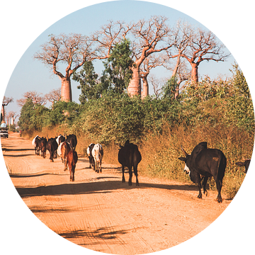 Zeboes en baobabs in Madagaskar van Expeditie Aardbol