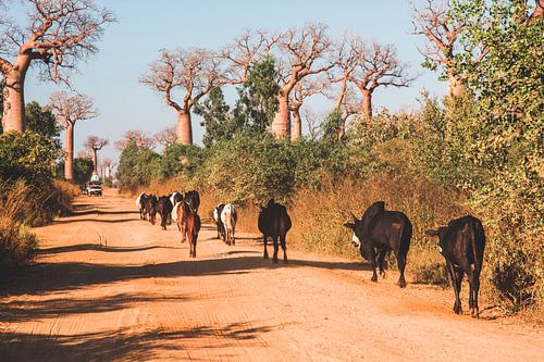 Zeboes en baobabs in Madagaskar