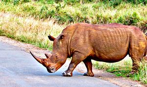 Nashorn