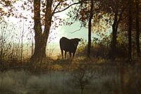 Tauros in het ochtendlicht