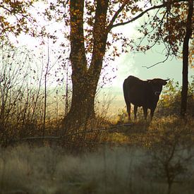 Tauros in het ochtendlicht van Iris Lobregt