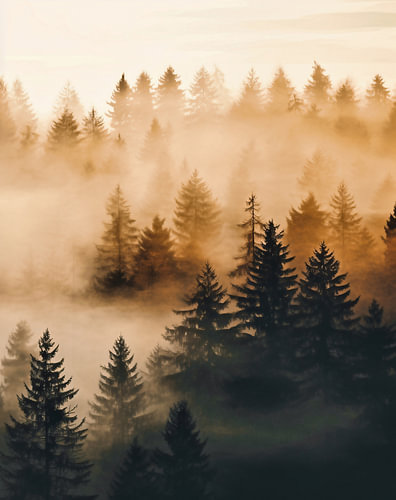 Mystischer Sonnenaufgang im Herbstwald