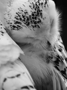 Fluffy - eine schläfrige Eule.