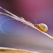 V. Susebeek photo de profil