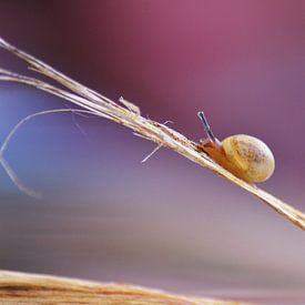 V. Susebeek photo de profil