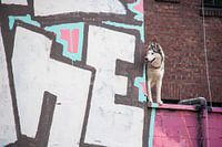 Urban Husky style