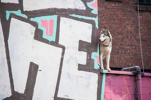 Urban Husky Art von Rhinelight Photography