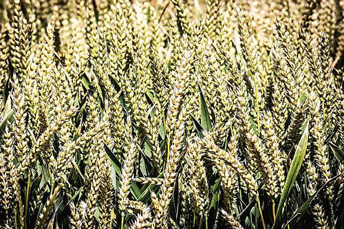 Close-up van een graanveld
