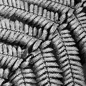 Fern 'Leaf'