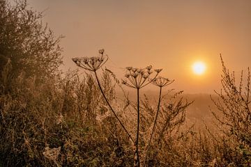 Ein nebliger Sonnenaufgang mit gefrorenen Pflanzen im Vordergrund von Rick van de Kraats